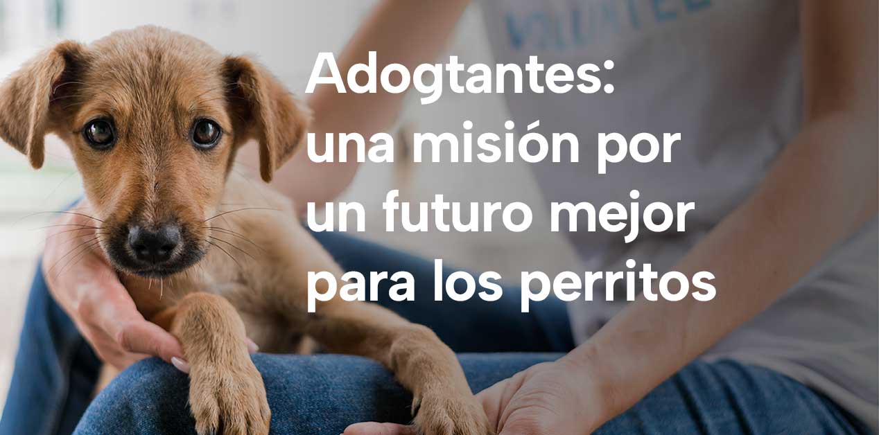 Adogtantes: una misión por un futuro mejor para los perritos